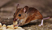 24 Hour & Emergency Exterminators in Kirkwood, DE